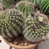 Echinopsis_ ancistrophora